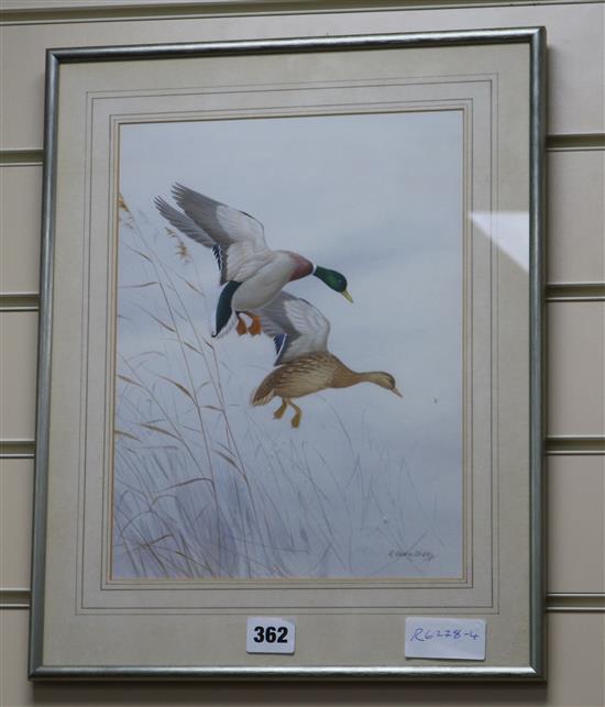 Ronald David Digby, watercolour with bodycolour, two Mallard ducks in flight, 30.5 x 22.5cm